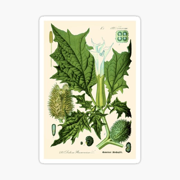 Item preview, Datura stramonium (thorn apple - jimson weed or devil s snare) - Vintage botanical illustration designed and sold by DejaVuStudio.