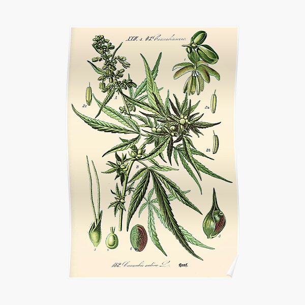 Cannabis Sativa - Vintage botanical illustration Poster