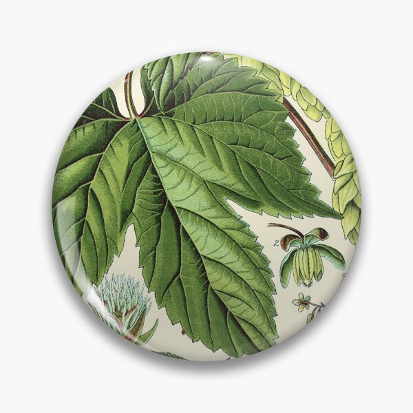 Item preview, Humulus lupulus (common hop or hops) - Vintage botanical illustration designed and sold by DejaVuStudio.