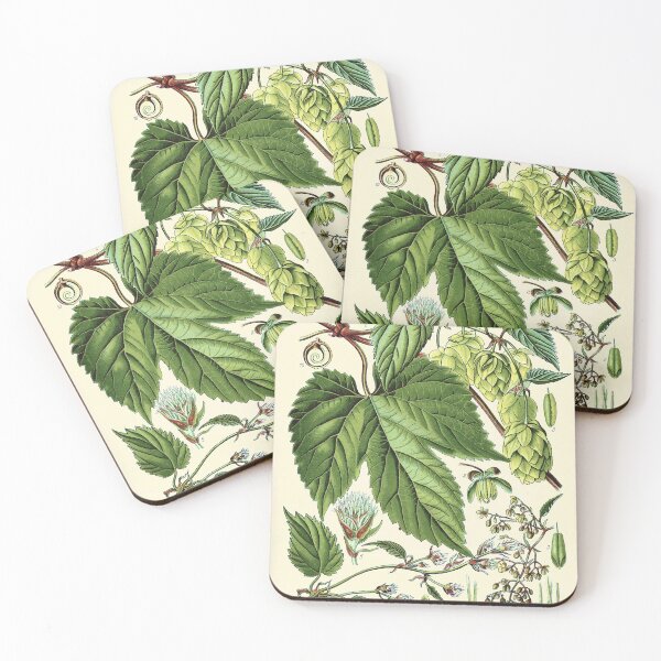 Item preview, Humulus lupulus (common hop or hops) - Vintage botanical illustration designed and sold by DejaVuStudio.