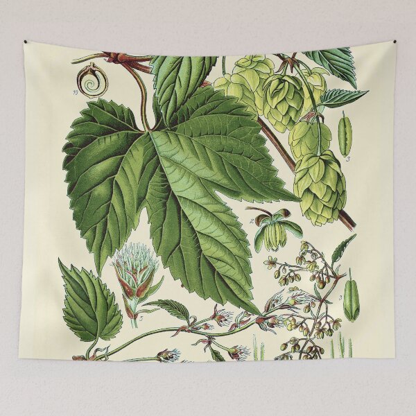 Item preview, Humulus lupulus (common hop or hops) - Vintage botanical illustration designed and sold by DejaVuStudio.