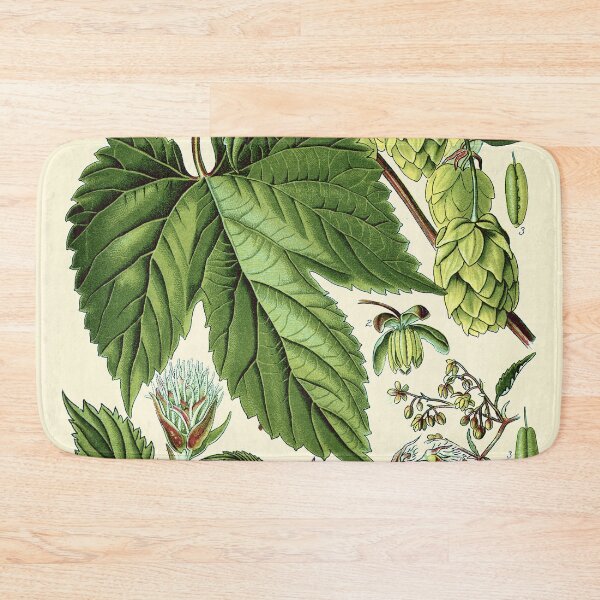 Item preview, Humulus lupulus (common hop or hops) - Vintage botanical illustration designed and sold by DejaVuStudio.