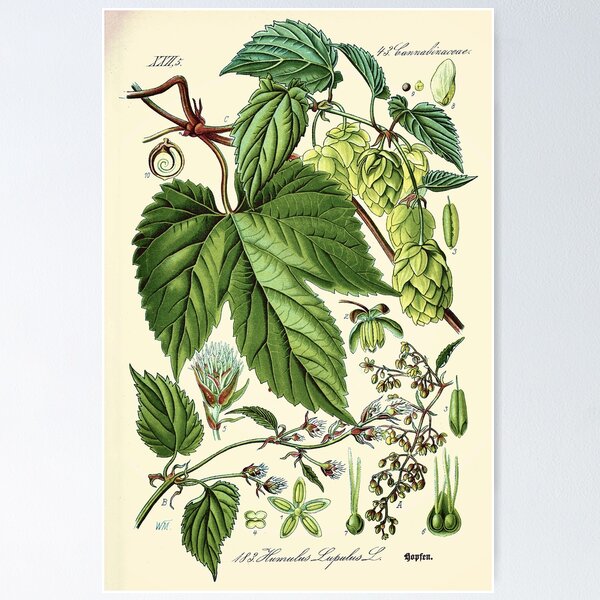 Item preview, Humulus lupulus (common hop or hops) - Vintage botanical illustration designed and sold by DejaVuStudio.
