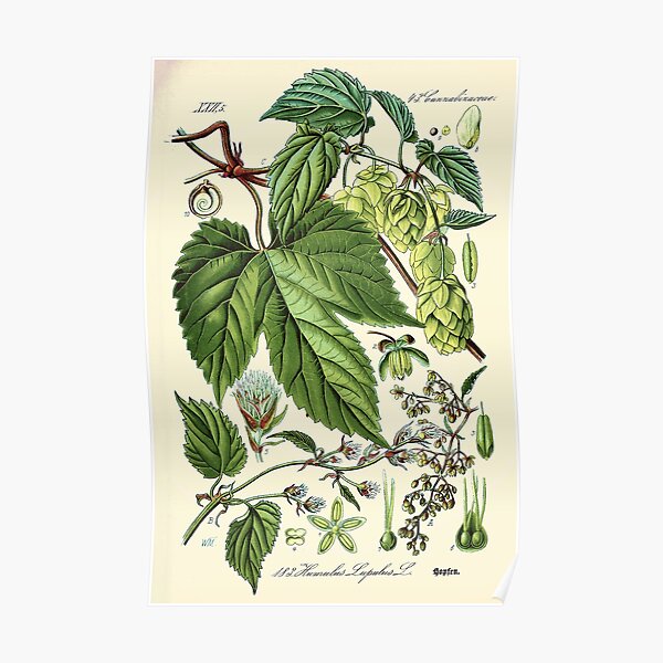 Humulus lupulus (common hop or hops) - Vintage botanical illustration Poster