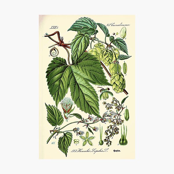 Humulus lupulus (common hop or hops) - Vintage botanical illustration Photographic Print