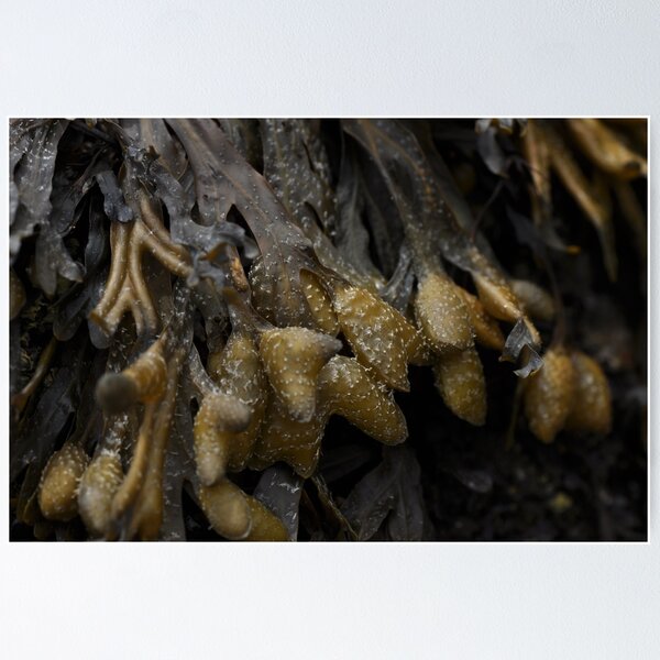 Item preview, Seaweed - Micro designed and sold by Poete100.