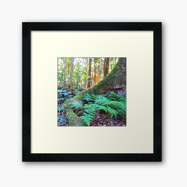 Item preview, Australian Rainforest @ Bunya Mountains designed and sold by tripeadesign.