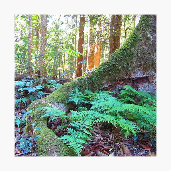 Item preview, Australian Rainforest @ Bunya Mountains designed and sold by tripeadesign.