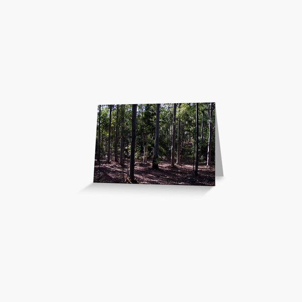 Tall Eucalypts - Candy Matthews Greeting Card
