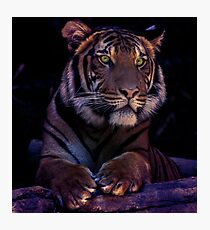 Tigress Photographic Print