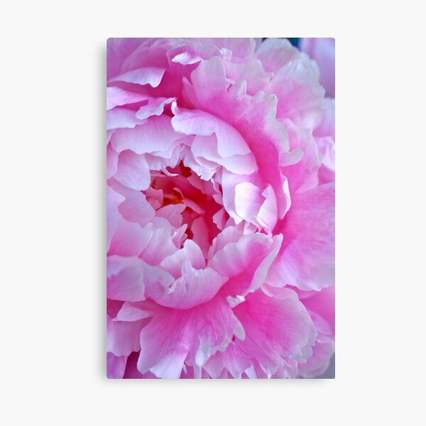 peony Canvas Print