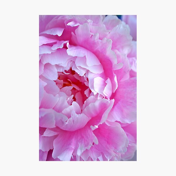 peony Photographic Print