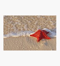 Bahama Starfish Photographic Print