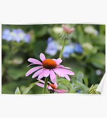Echinacea Poster