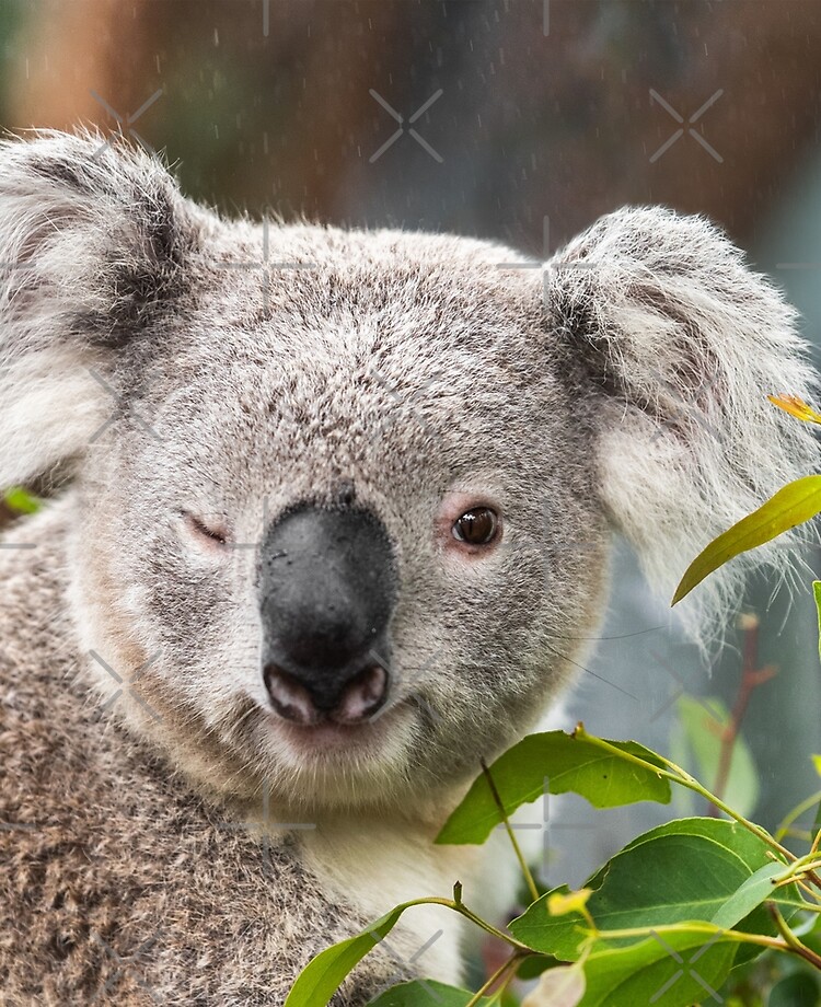 Cute funny koala winking Cute funny koala winking