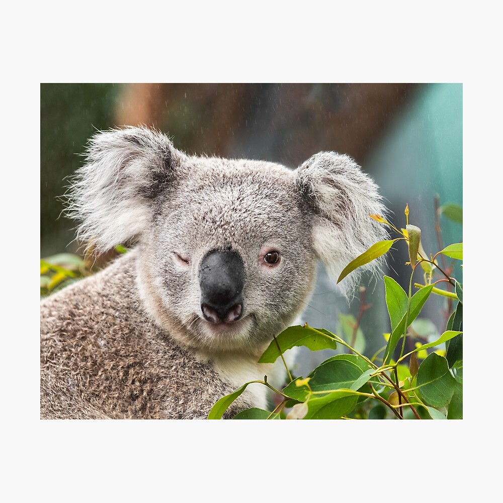 Cute funny koala winking Cute funny koala winking