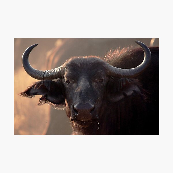 Stare Down Photographic Print