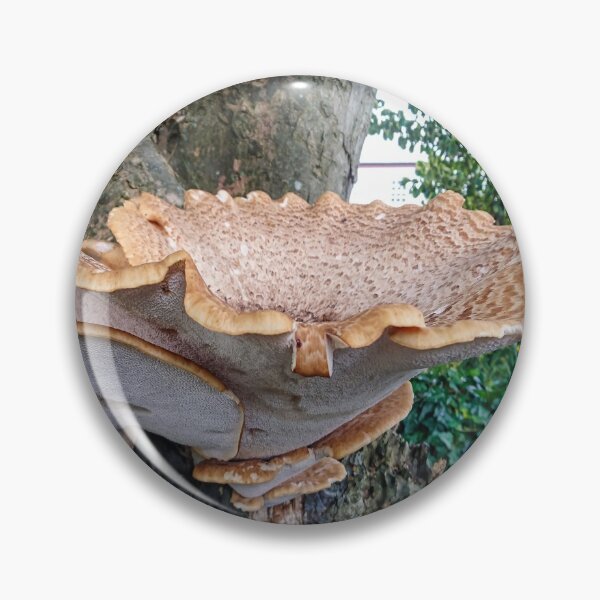 Item preview, Giant Fungi - Fowey, South Cornwall designed and sold by Marilyn Harris.