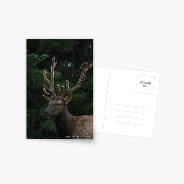 Coastal Elk Postcard