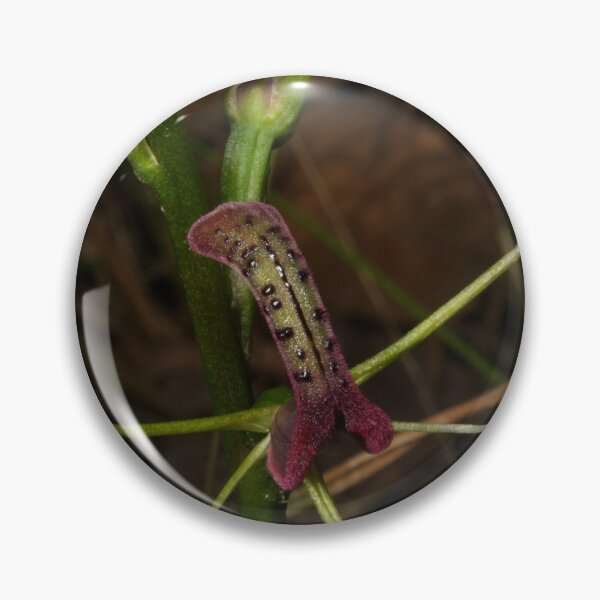 Item preview, Tongue Orchid designed and sold by GP1746.
