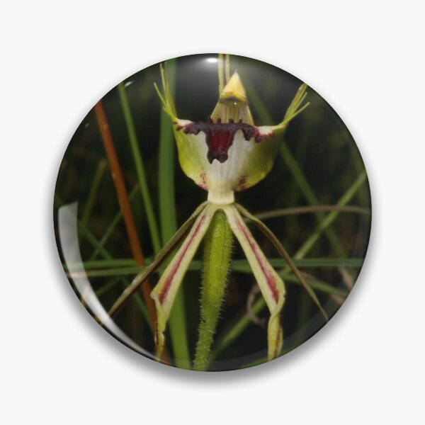 Item preview, Specimen Spider Orchid designed and sold by GP1746.