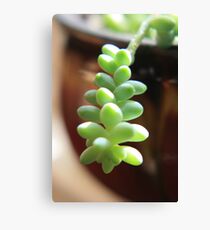 Donkey Tail Leinwanddruck