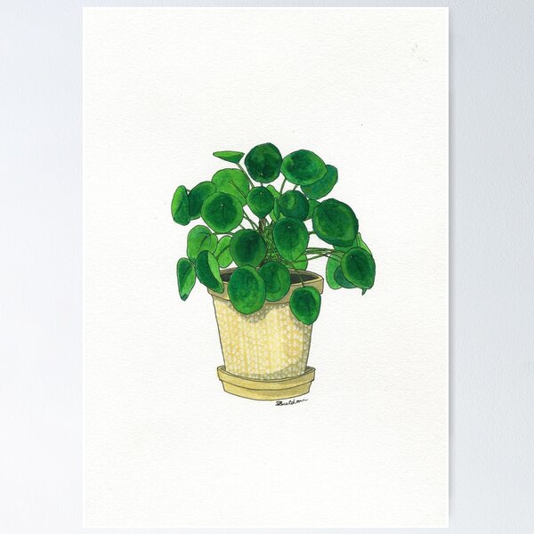 Pilea in cream pot Poster