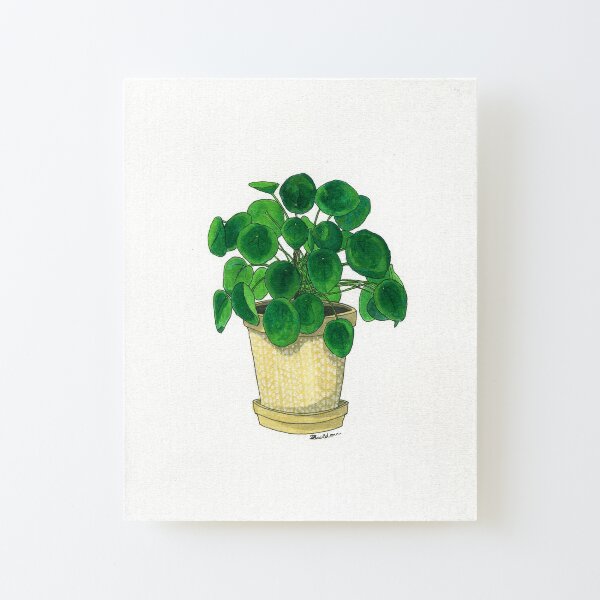 Pilea in cream pot Canvas Mounted Print