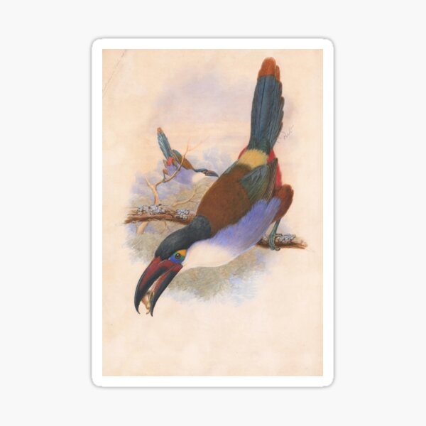 Item preview, Black-Billed Mountain Toucan (Andigena nigrirostris) designed and sold by Amanda1775.