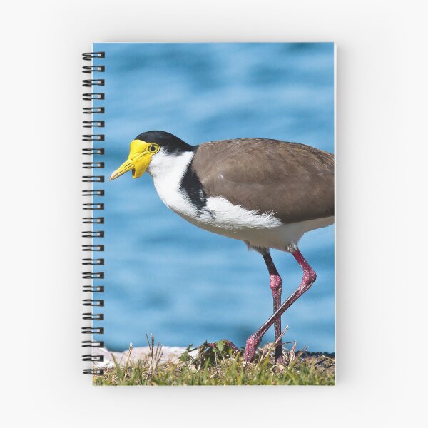 Item preview, Australian plover 893 designed and sold by kevin Chippindall.