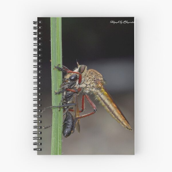 Item preview, Robber fly 67 designed and sold by kevin Chippindall.
