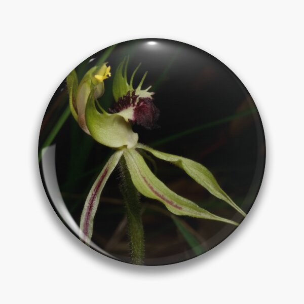 Item preview, Early Spider Orchid designed and sold by GP1746.