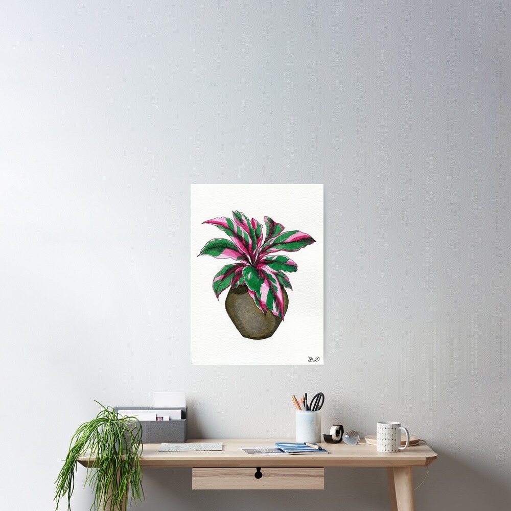 Pink Calathea Poster