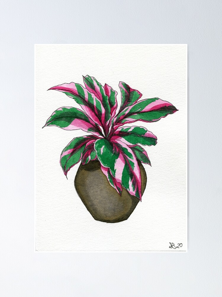 Alternate view of Pink Calathea Poster