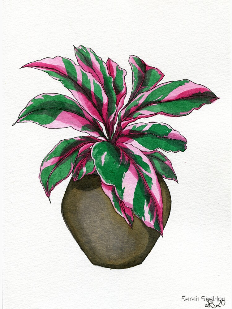 Pink Calathea by avibrantnest