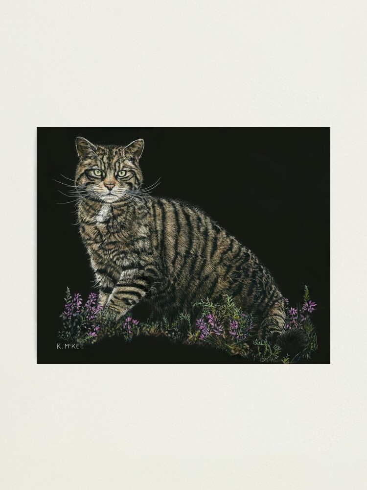 Alternate view of Last of the Highland Tigers Photographic Print