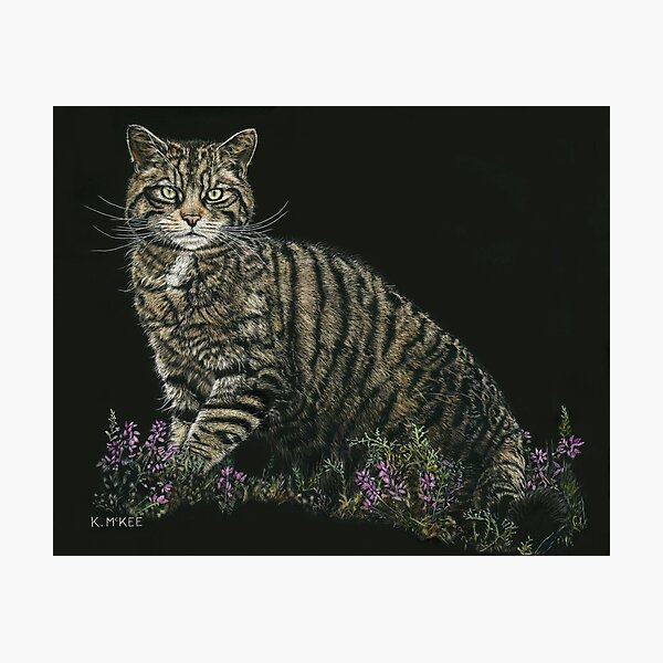 Last of the Highland Tigers Photographic Print