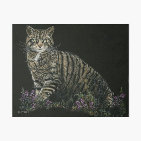 Last of the Highland Tigers Art Board Print