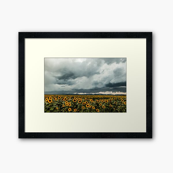 Rocky Mountain Sunflowers Framed Art Print