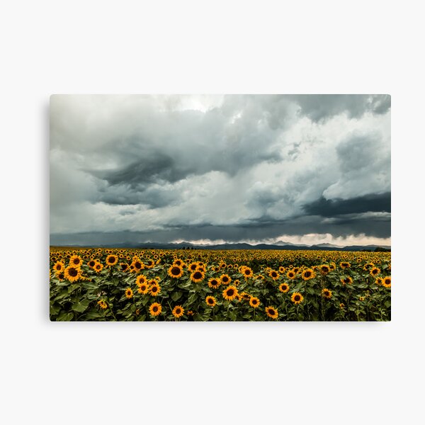 Rocky Mountain Sunflowers Canvas Print