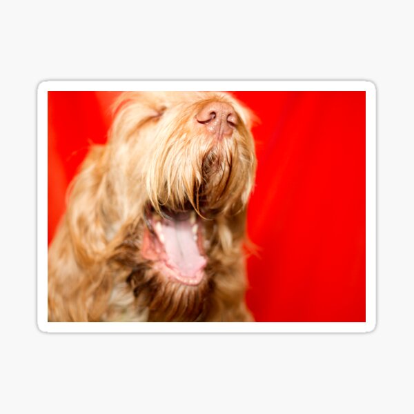 Laughing Spinone Sticker