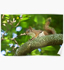 Red Squirrel on a Branch Poster