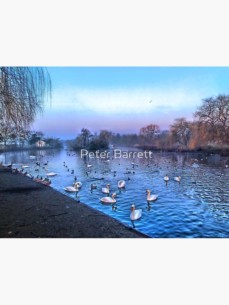 Swan lake. by hartrockets