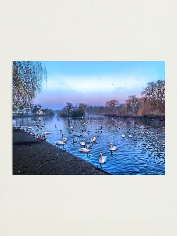 Alternate view of Swan lake. Photographic Print