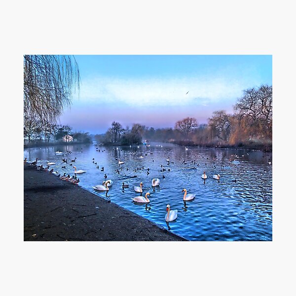 Swan lake. Photographic Print