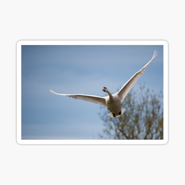 Item preview, A Mute Swan flying overhead designed and sold by MikeCaffrey.