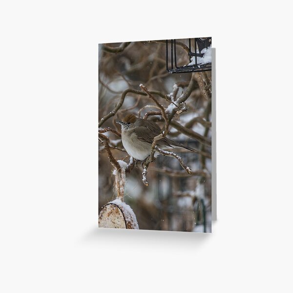 Blank wildlife Christmas card Greeting Card