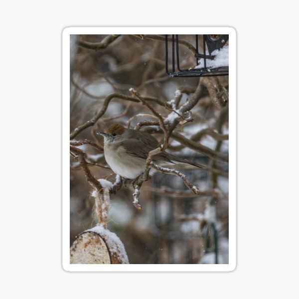 Blank wildlife Christmas card Sticker