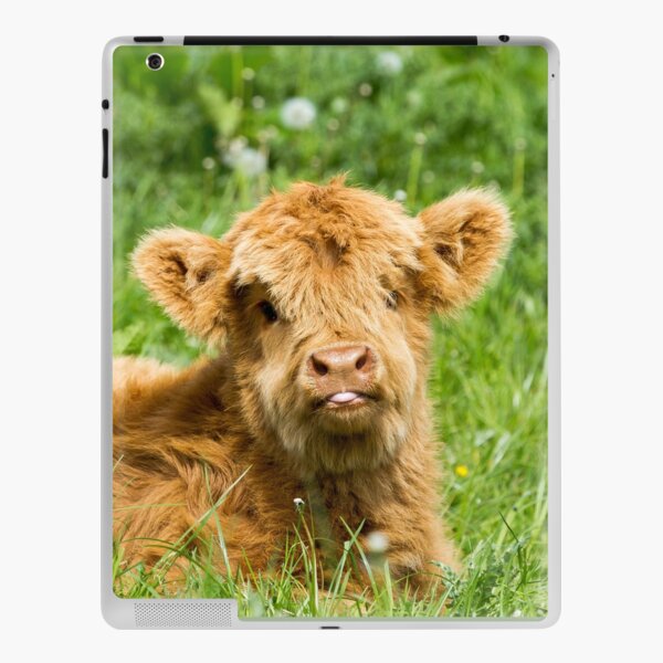 POSTCARD Mini Moo Adorable Baby Highland Cow Cute Calf Fuzzy Cuddly Cow