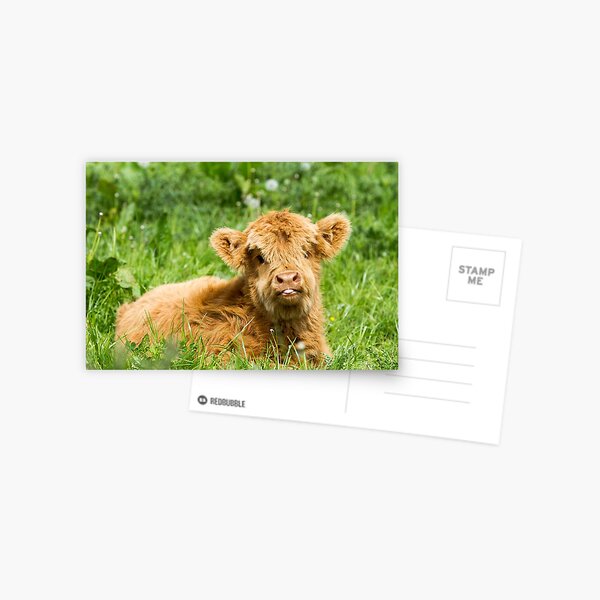 Item preview, Cheeky Moo, Highland Cow designed and sold by JStanley19.